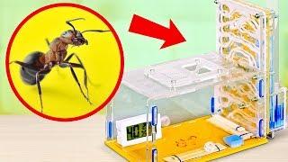 How to Build an ANT FARM AT HOME