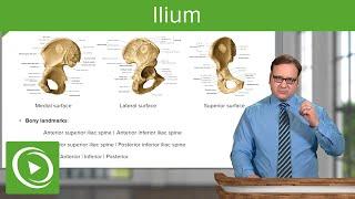 Ilium: Body & Bony Landmarks – Anatomy | Lecturio