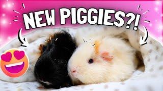 First Day with Our New Baby Guinea Pigs! 