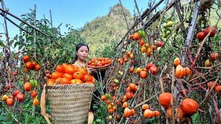 Harvesting Fresh Tomato Garden goes to the market sell l Welcome the 2 little pigs to their new home