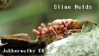 Slime Mold Summer