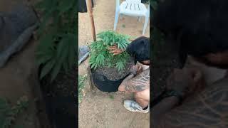 Maintenance on vegging cannabis plants