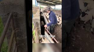 Сортирует овец  #истории #история #новости #новость #shorts