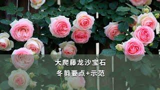 【海媽園藝課堂106】大爬藤龍沙寶石，冬剪要點+示範 | Chinese rose