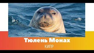 Тюлень монах на Кипре