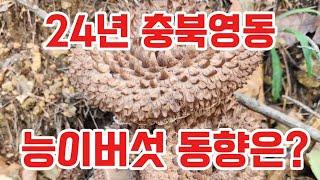 24년 충북영동 능이버섯산행!  동향은??