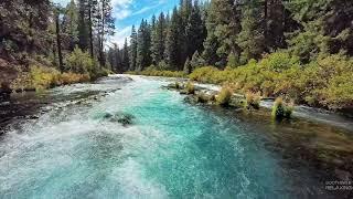 Tranquil Forest River: A Nature Lover’s Paradise#naturelovers #river #asmrsounds #scenery  #sleep