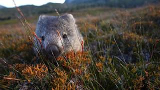 Awesome wild Australia