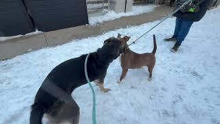 Luke & Nalani leash test