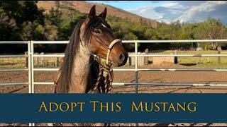 You Could Adopt This Horse  (Family competes in mustang adoption challenge.)