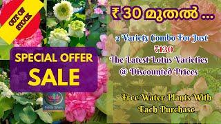 Lotus Tubers at Offer Price  @Petalssphere​ WITH SUBTITLES (ENGLISH || HINDI )