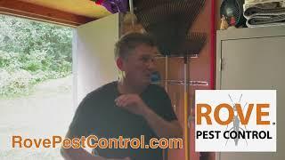 Rove Pest Control; OTT_Wasps and Boxelders; Creative Director Robert Jarzen