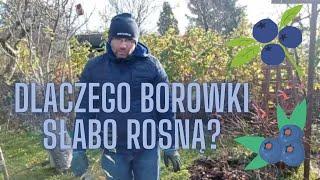 Dlaczego nasze borówki słabo rosną??? Co z tym zrobić?