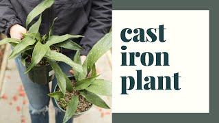 Plant of the Week - Cast Iron Plant