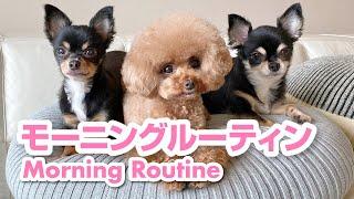 初公開！トイプードルパンナのモーニングルーティン！Morning routine!