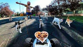 Feeding cats in the park with rc car