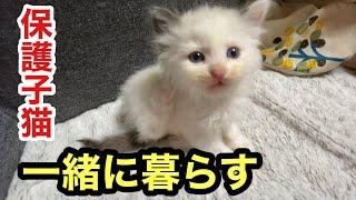 初めて会った日から保護子猫とラブラドールが仲良くなって嬉しい！ので家族になります！