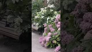 Королевские сады Лондона##гортензия #гортензія #hortensia #hydrangea #macrophylla #paniculata#garden