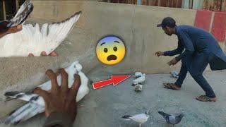 Jumbo Size Ka Kalpara Kabootar Pkra || 2 Kabootar Aiy Aik Pkar Lia. #petsvlog #itspigeonlover