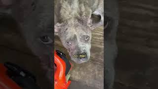 Stray dog goes door to door for help | Cuddle Buddies