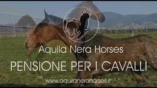 pensione cavalli - Aquila Nera Horses