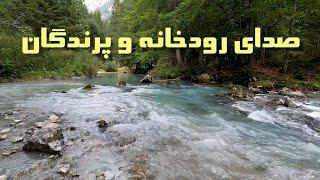 صدای رودخانه / صدای رودخانه و پرندگان طبیعت در جنگل/صدای طبیعت برای خواب