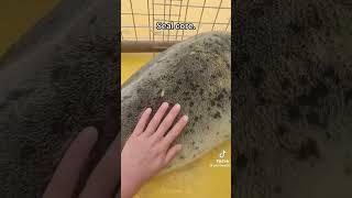 sealᶘ ᵒᴥᵒᶅ#актив #рекомендации #seal