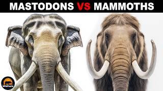 What Is The Difference Between Mastodons and Mammoths?