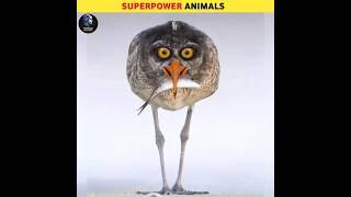 These Animals Have Superpowers#shorts