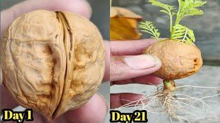 The Propagation Process of Walnut Tree from Seed // How to Grow Walnut Seed at Home.