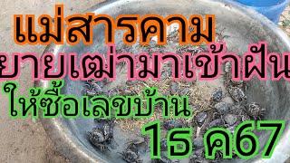 แม่สารคามยายเฒ่ามาเข้าฝันให้ซื้อเลขบ้าน1 ธันวาคม 67