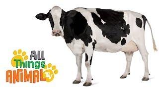 * COWS * | Animals For Kids | All Things Animal TV