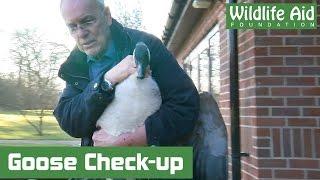 Rescued Canada Goose with an Injured Leg