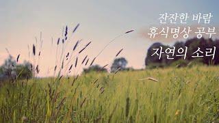 잔잔한 바람  풀벌레 소리 - 1시간  (자연 휴식 명상 공부 수면)