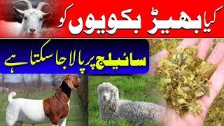 Can we use silage in goats ||kiya bakriyon ko silage istmal kia  ja skta ha || Goat and silage