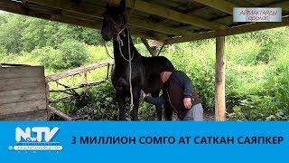 3 МИЛЛИОН СОМГО АТ САТКАН САЯПКЕР \\ АЙМАКТАРДЫ АРАЛАП