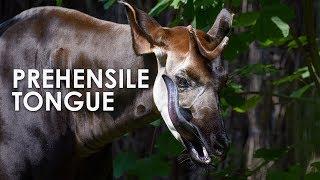 Okapi: The Forest Giraffe with a Prehensile Tongue