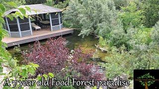 This 7 year old permaculture food forest will blow you away!