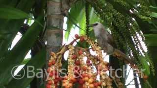 Yellow vented bulbul, Perak, Malaysia. 20130621_164832.m2ts