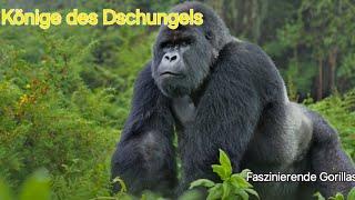 Die faszinierende Welt der Gorillas: Könige des Dschungels