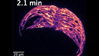 Mazi Jalaal: Light Production and Adaptive Morphodynamics in an Active Biological System