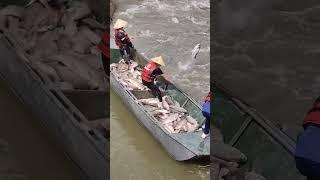 صيد الاسماك الكبيره #fishing