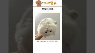 심쿵사 가능한 귀여운 동물 모음 169탄