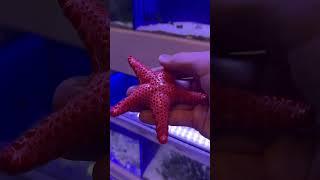 BEAUTIFUL STARFISH!!!  #shorts #starfish