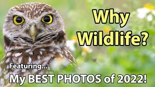 Why I Photograph Wildlife And My Best Photos Of 2022