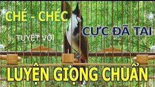 Chào mào | Luyện giọng cho chào mào hót sáng, ép chào mào hót âm kép già rừng hay tuyệt! bird