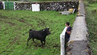 JAF Bulls - Os Touros Puros Da Corda - (Temporada 2023) - Ilha Terceira - Açores