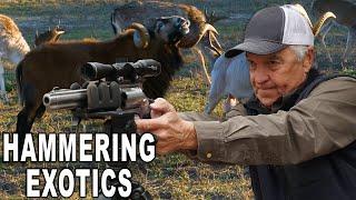 .50 cal MANIA! Hunting Exotics in Texas