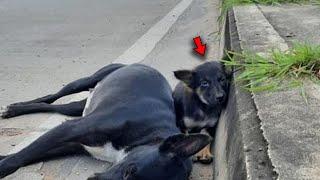  A Devastated Puppy is Guarding His Mother Who Never Gets Up Again