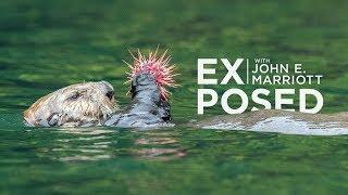 A Wildlife Conservation SUCCESS: The Miraculous Return of Canada’s Sea Otters